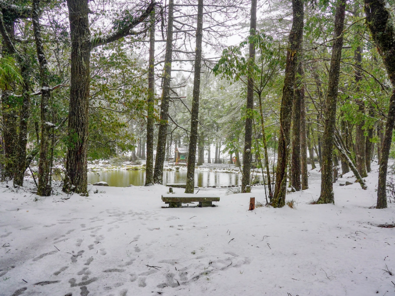 冬季暢遊梨山　在台中就能遇見雪國風景