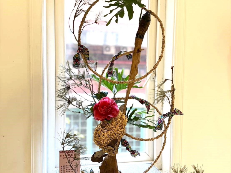 新竹茶花節「茶花原樹」熱鬧登場